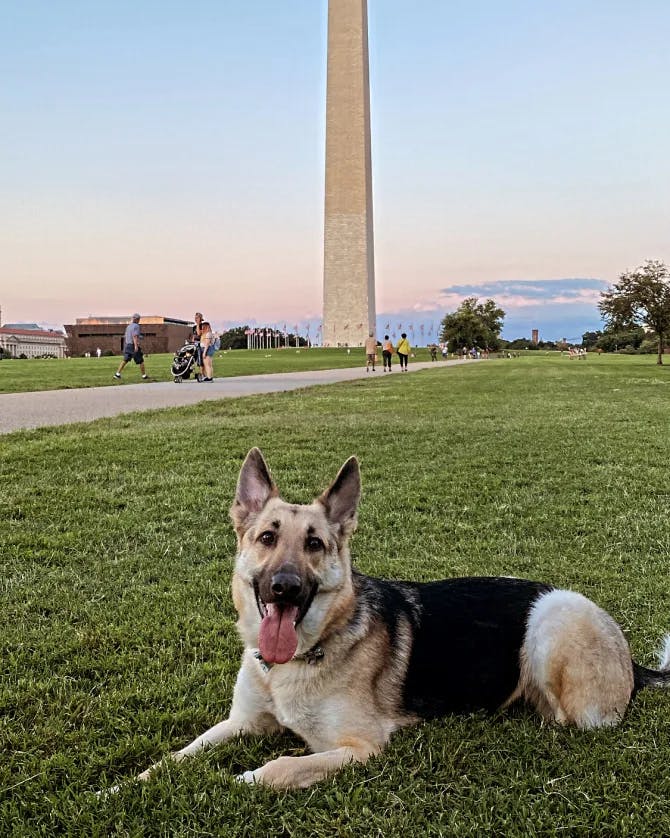 Picture of god sitting on grass with Washington Monument in view