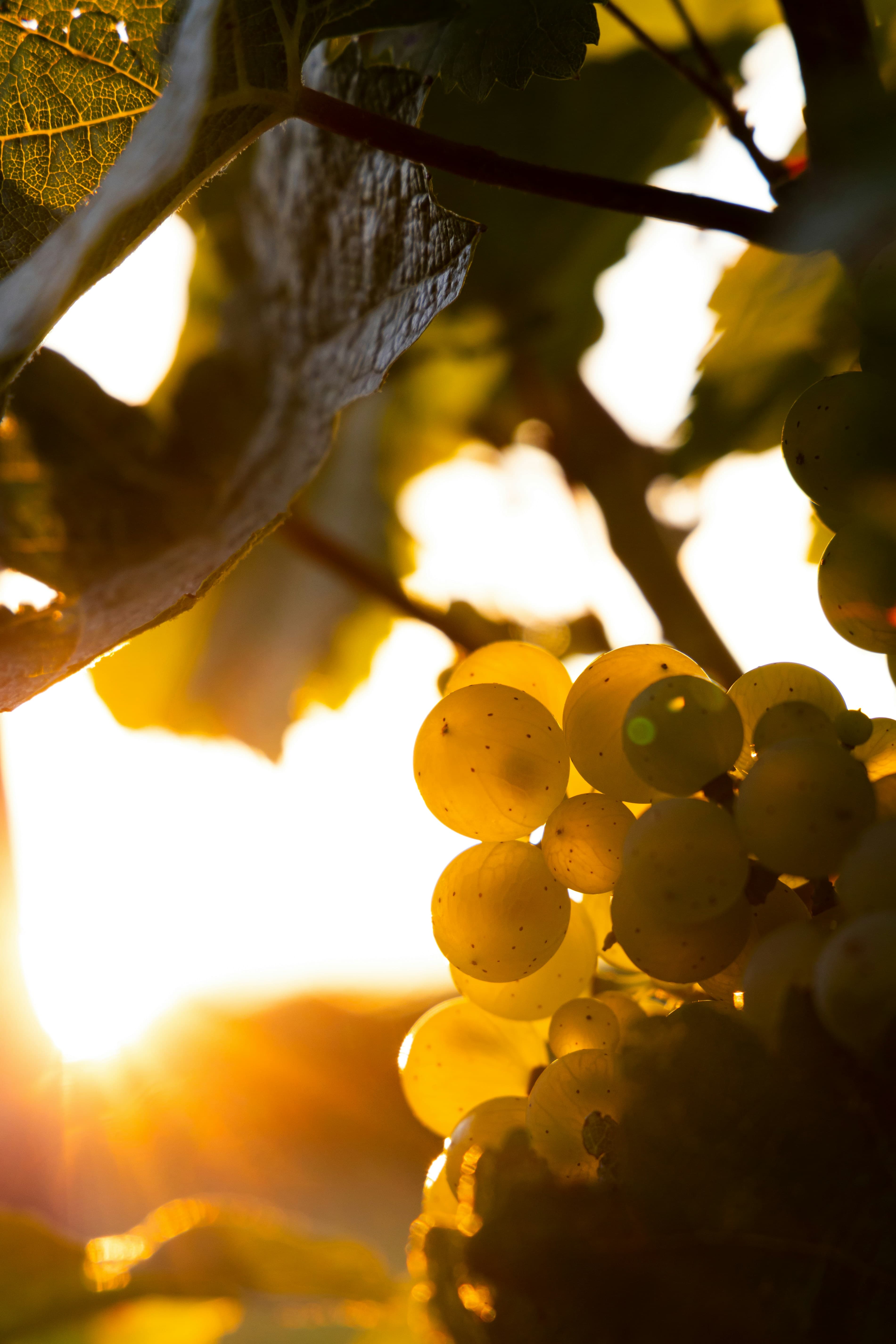 The Discerning Guide to Niagara-on-the-Lake & Wine Country curated by Richel Wilson-Morris
