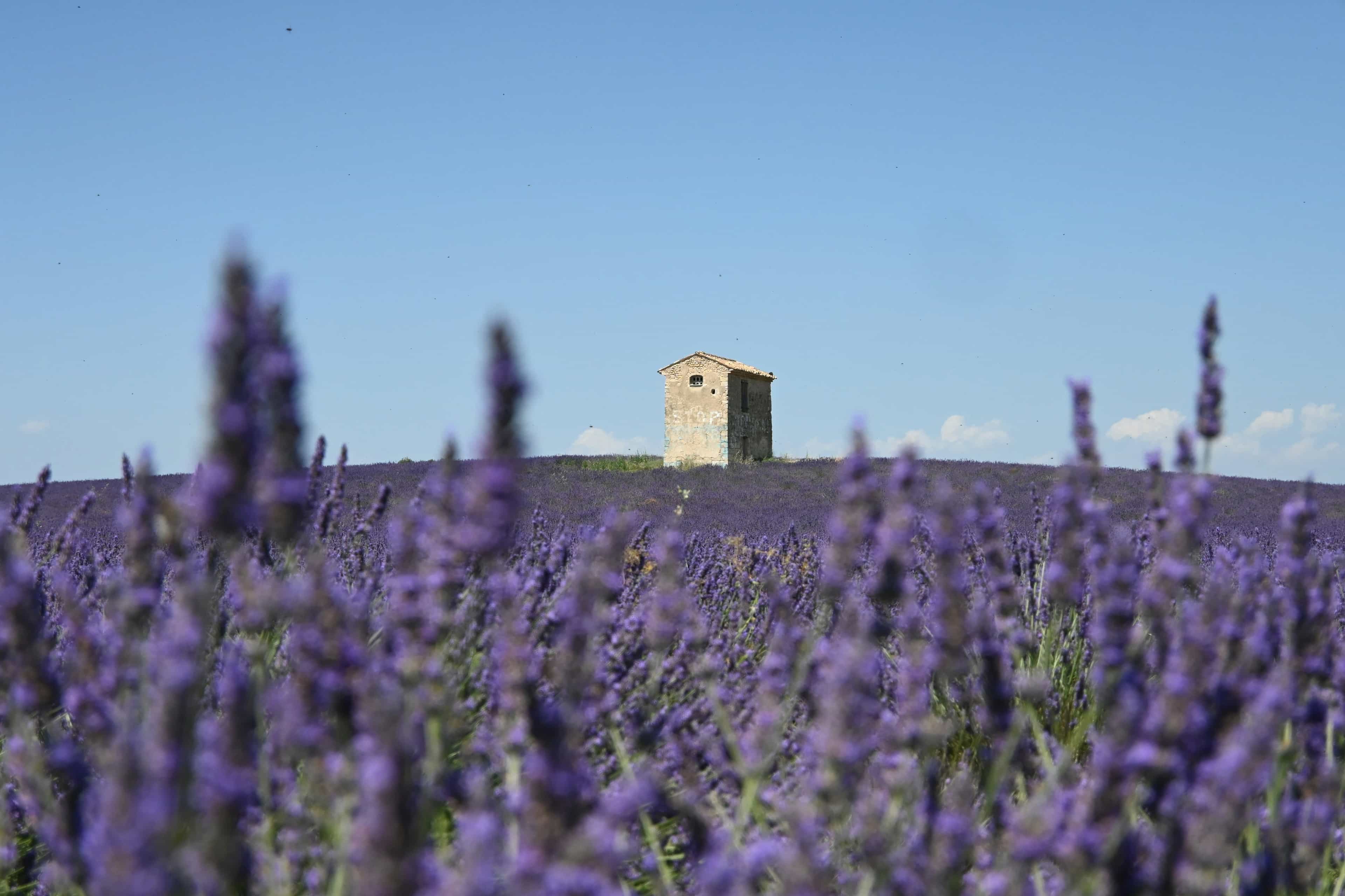 a field of lavender flowers with a building in the background in day