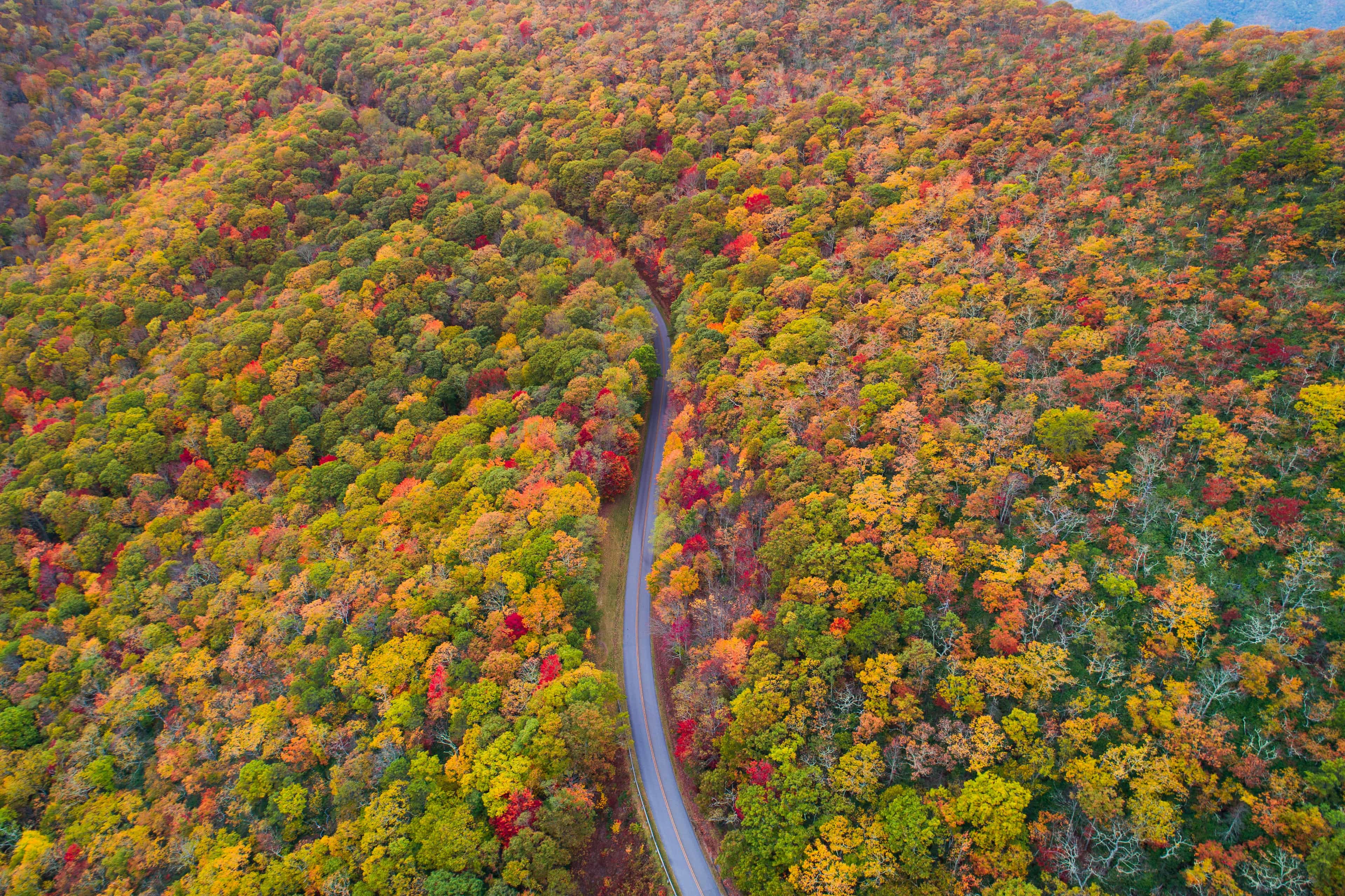 A winding road cutting through dense forested mountains in vibrant autumn colors of red, orange, and yellow, captured from above.