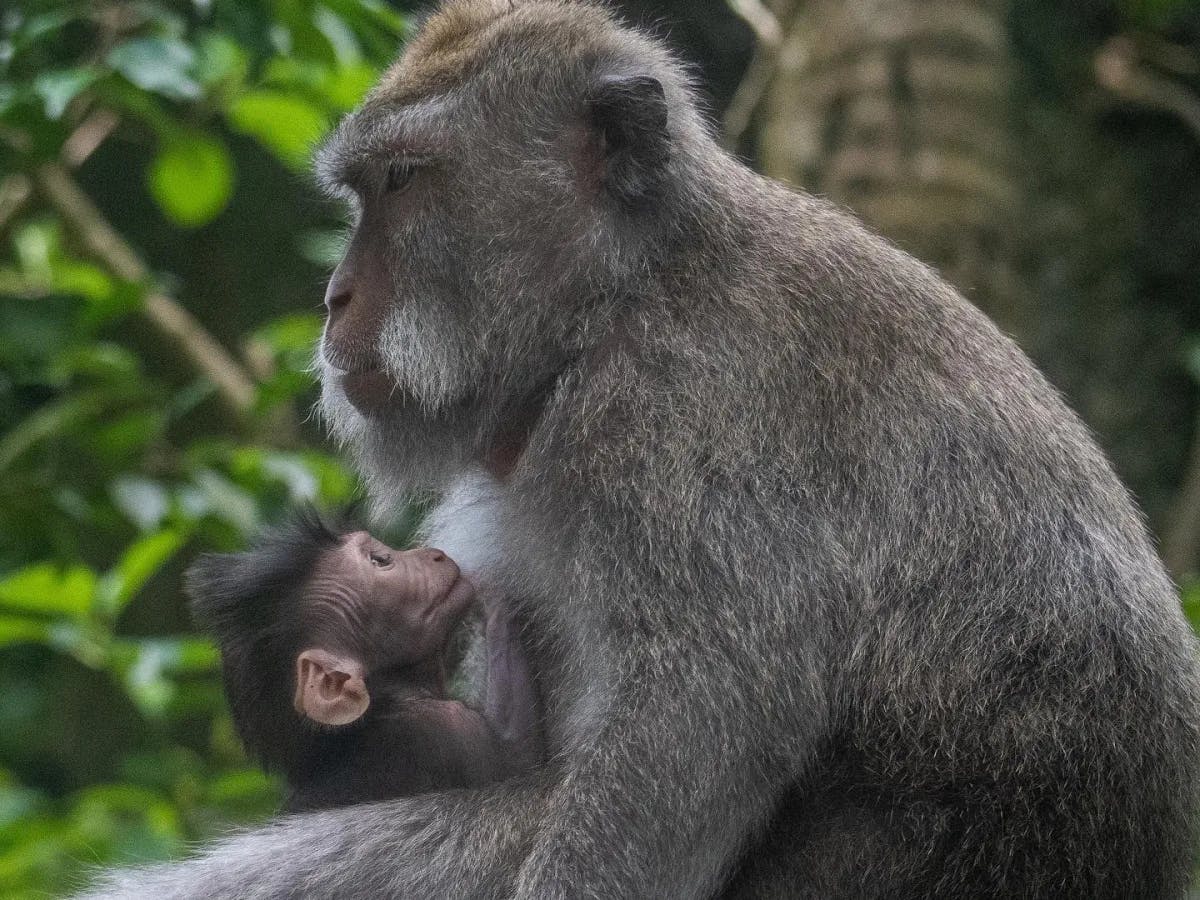 A mother monkey with her baby sitting on a tree. 
