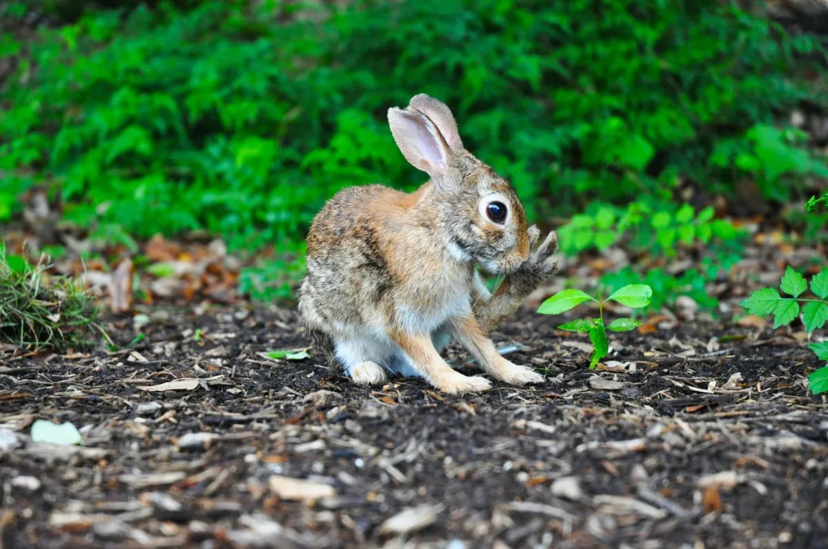 A little rabbit on the ground. 