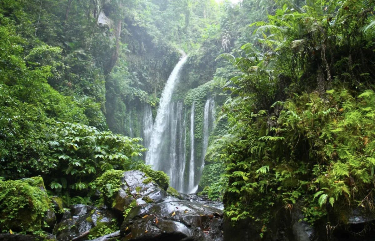 This image depicts a waterfall flowing downward in a tropical jungle surrounded by lush and abundantly green trees and foliage. 