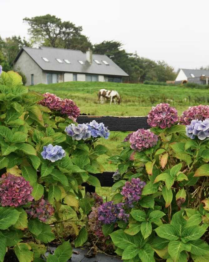 Purple and blue flowers in countryside. 