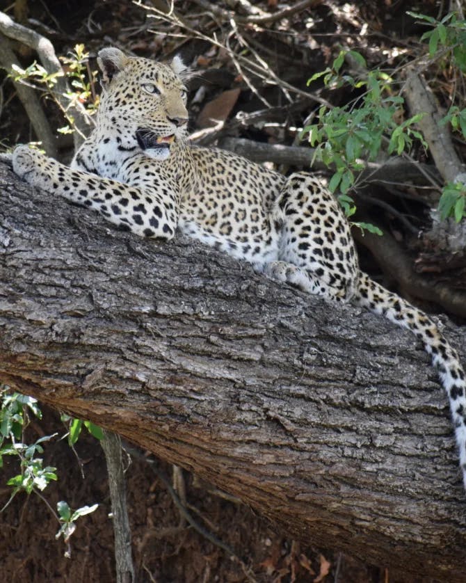 A cheetah rests on a tree branch