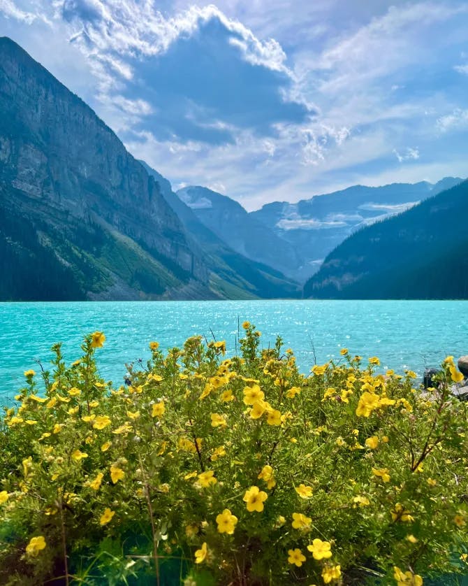 A beautiful blue lake with mountains and a yellow flower bed. 