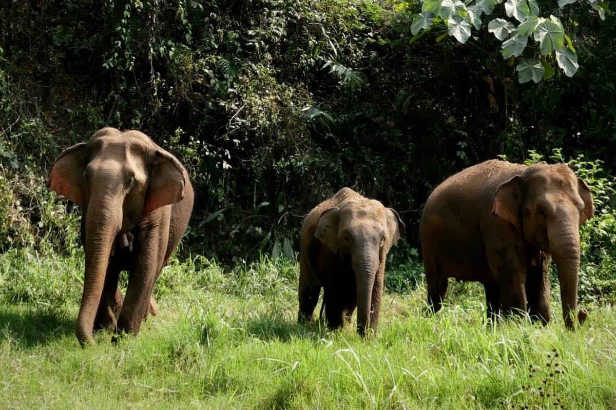 Elephants-in-forest-thailand-travel-guide