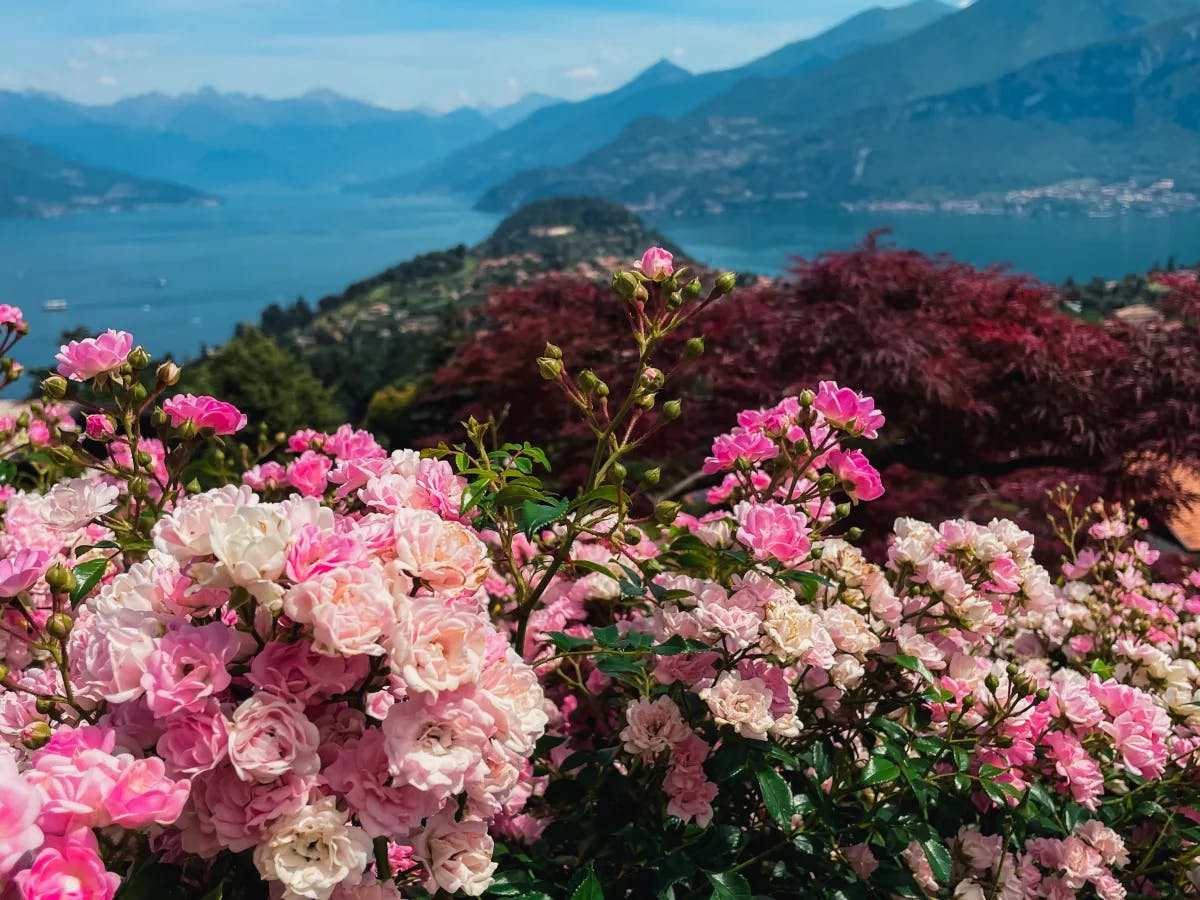 View of  Lake Como with Flowers