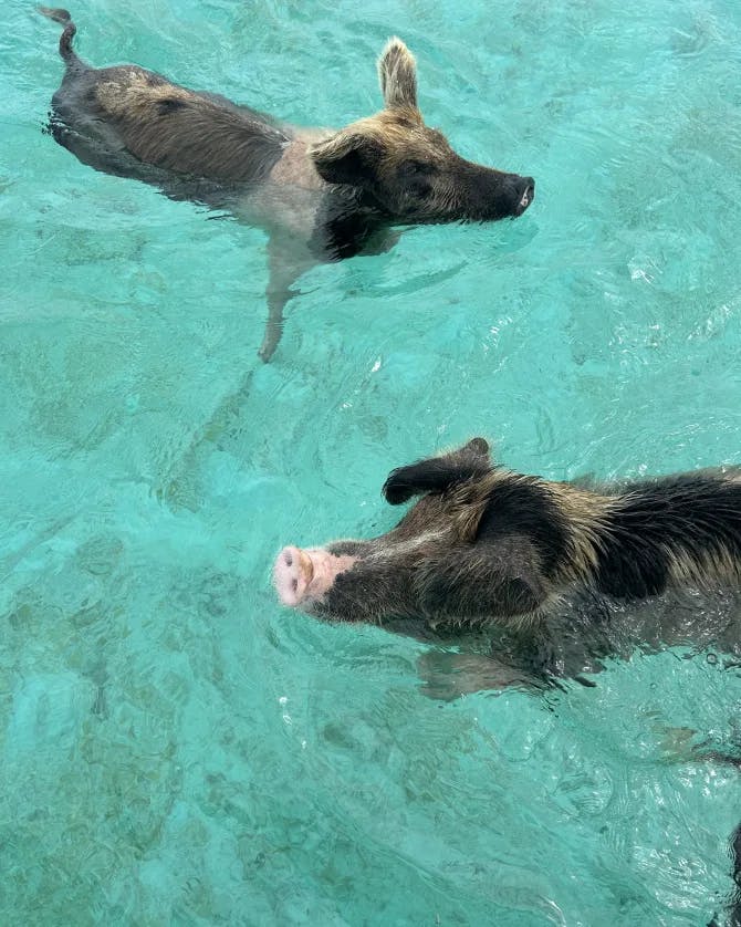 pigs in water