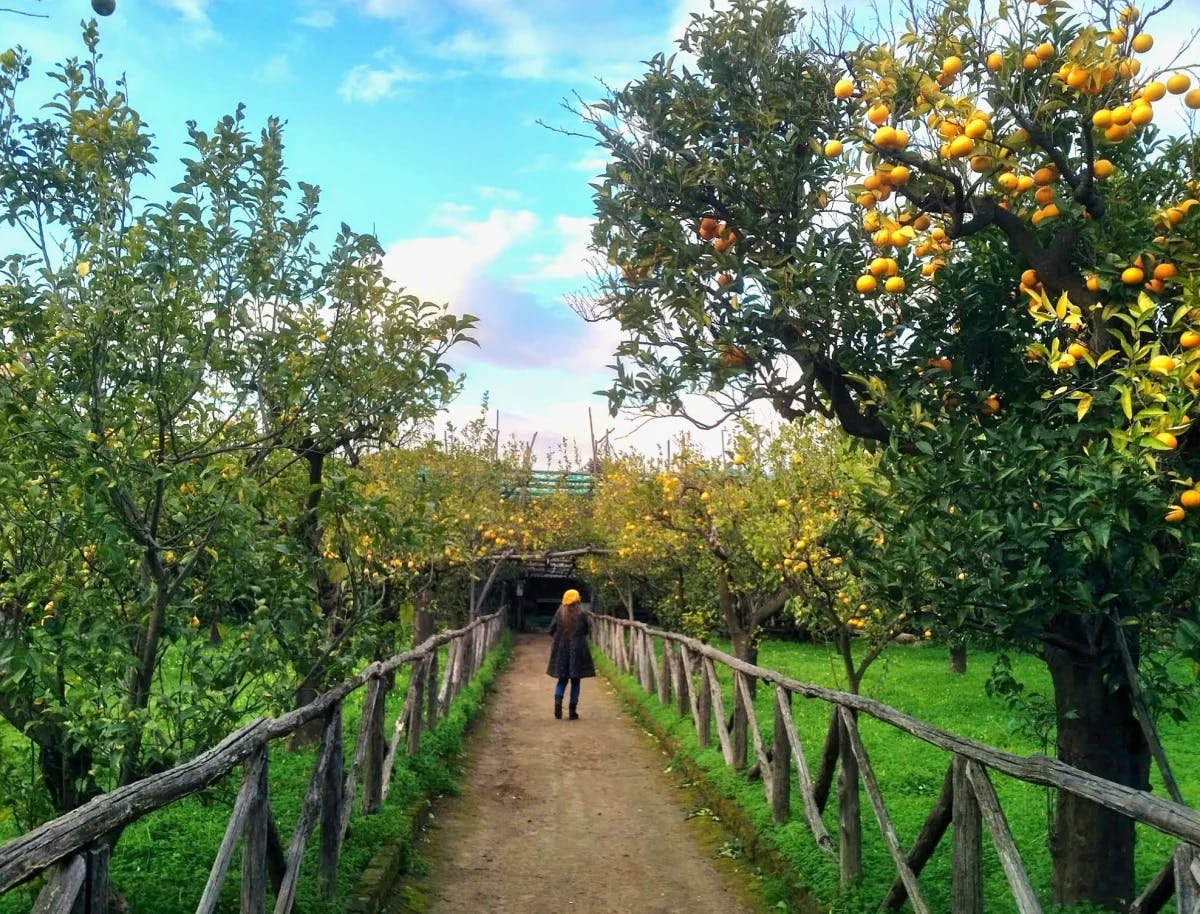 A women walking along a path in a garden in Sorrento with lemon trees