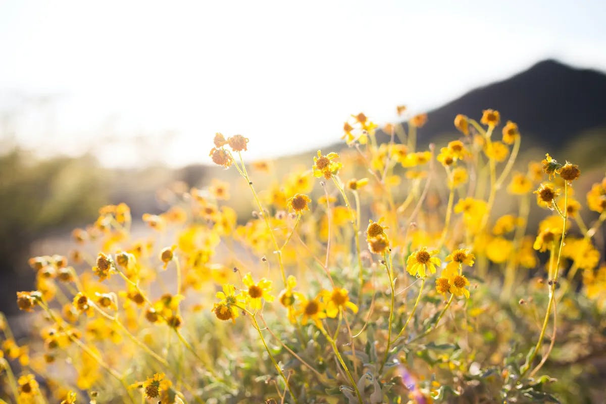 outdoor-flowers-scottsdale-travel-guide