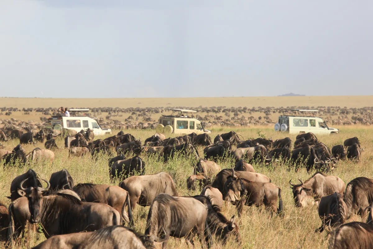 Nairobi elephants
