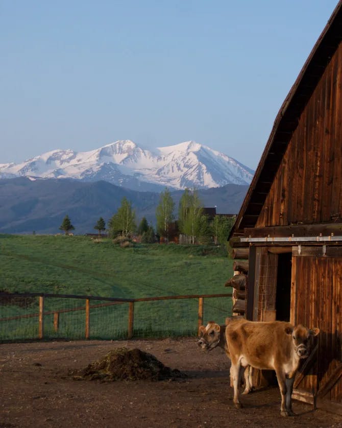 Cattle in a barn with green field and snow clad mountains at the back.