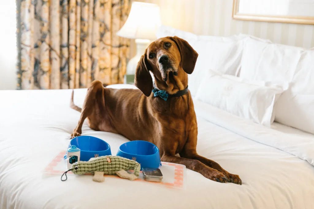 A brown dog sitting on a hotel bed with white bedding and some accessories at Hotel Monteleone.