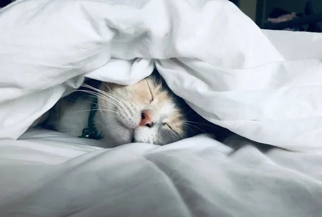 white-cat-sleeps-under-white-comforter