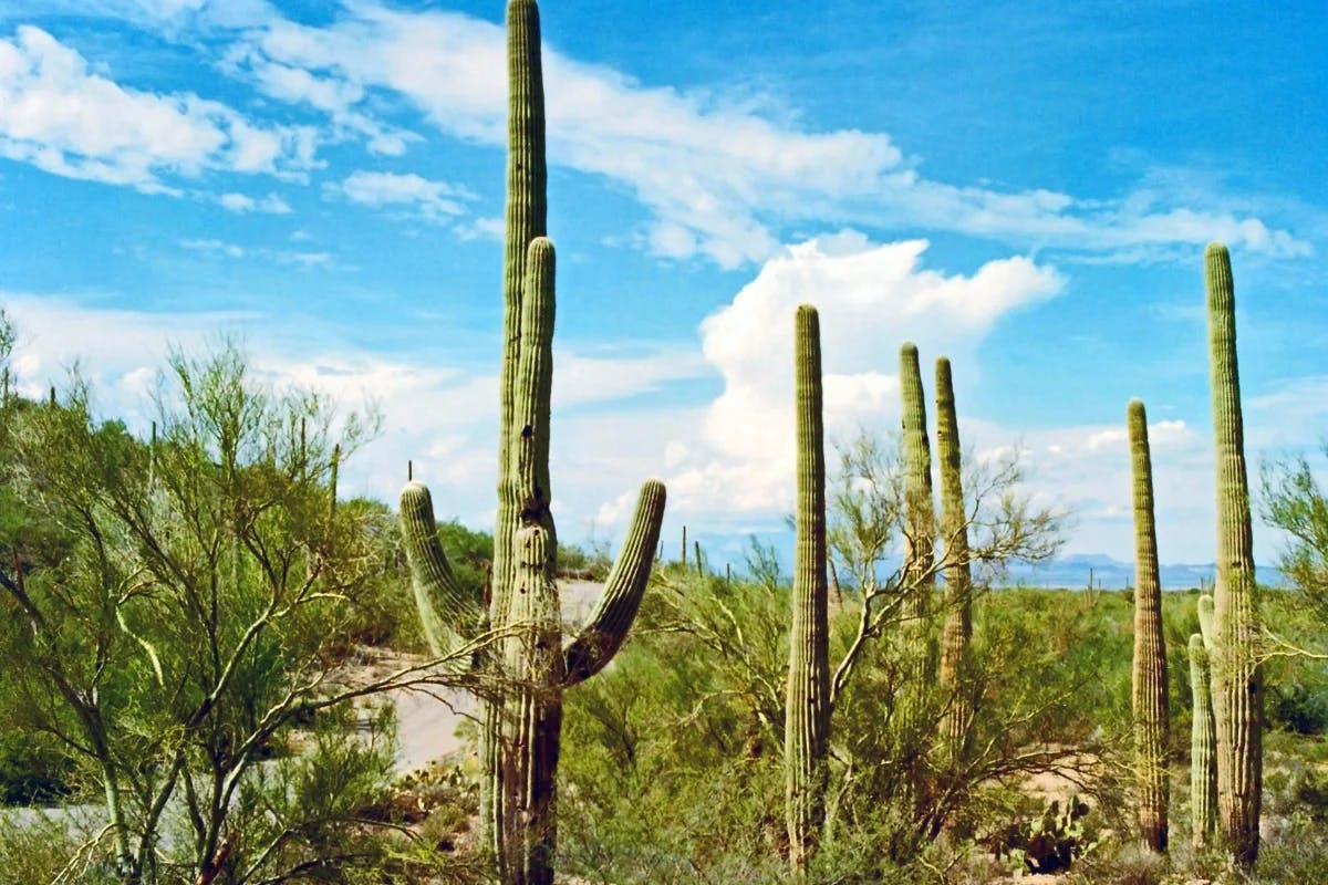 outdoor-cactus-Scottsdale-travel-guide