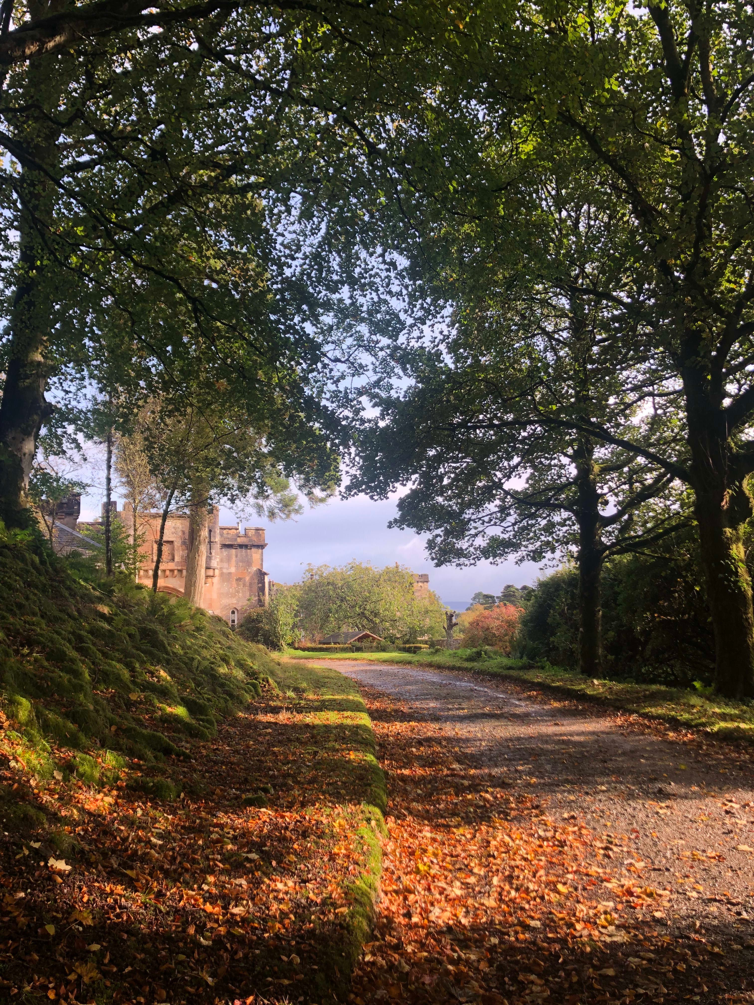 View of a sunny park path covered in colorful autumn leaves and lined with tall trees
