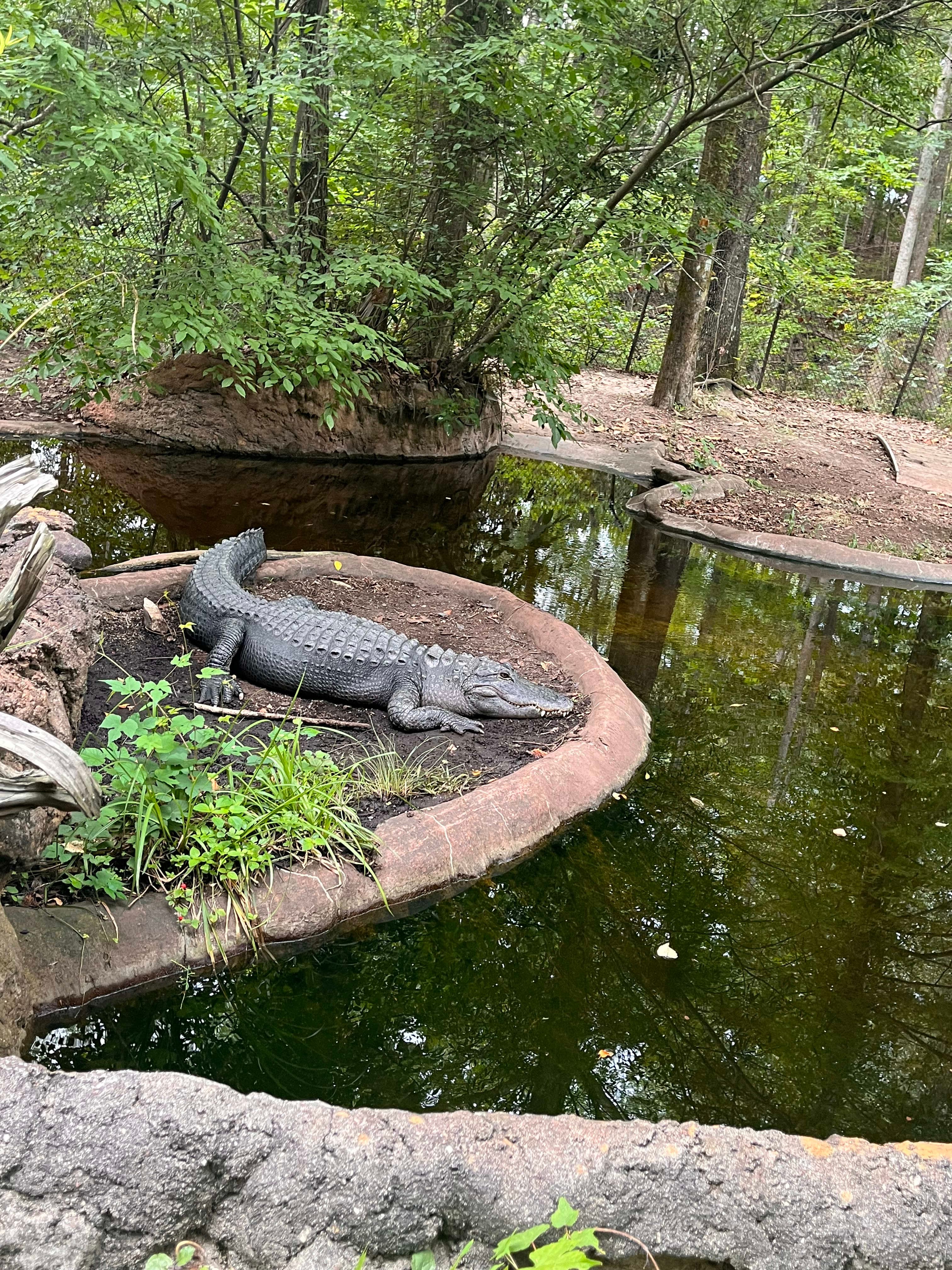 Photo of a crocodile in a zoo enclosure with water and trees surrounding it