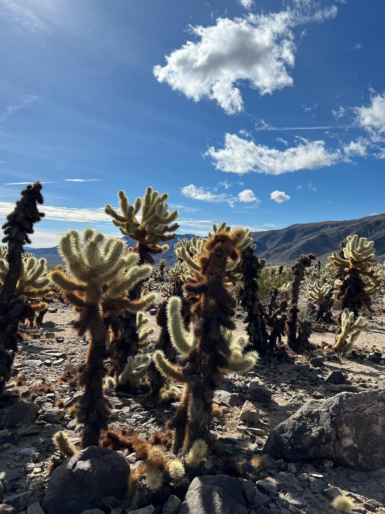 cylindropuntia bigelovii grows in desert