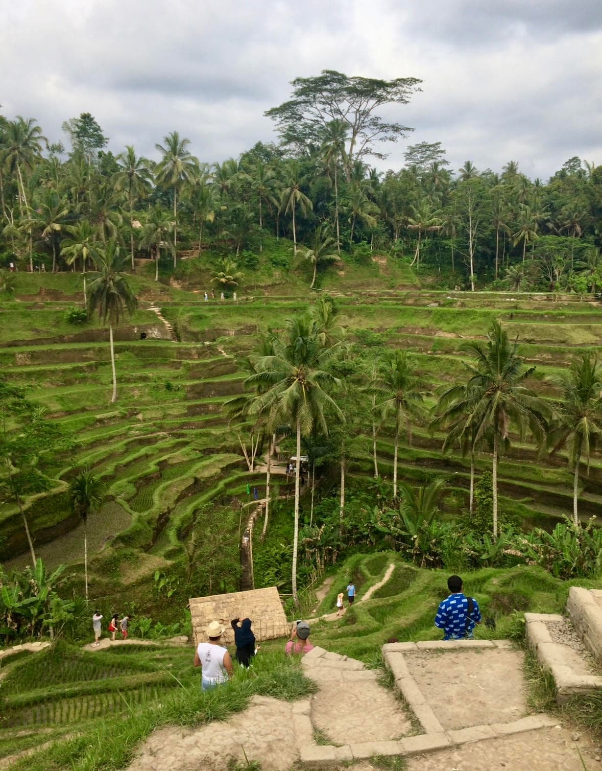 Beautiful view of palm trees and lush green terraced rice fields on a cloudy day