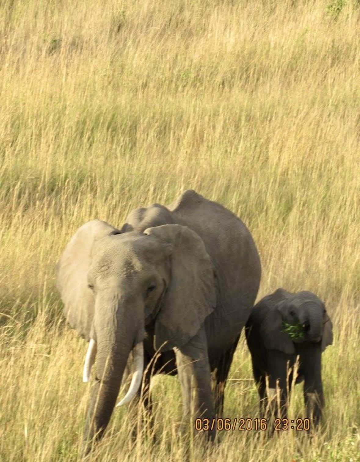 View of an elephant and its baby grazing in a dry field on a sunny day
