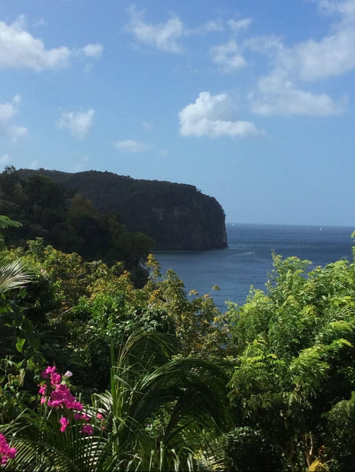 Beautiful sunny view of palms and other plants on a cliff facing the sea