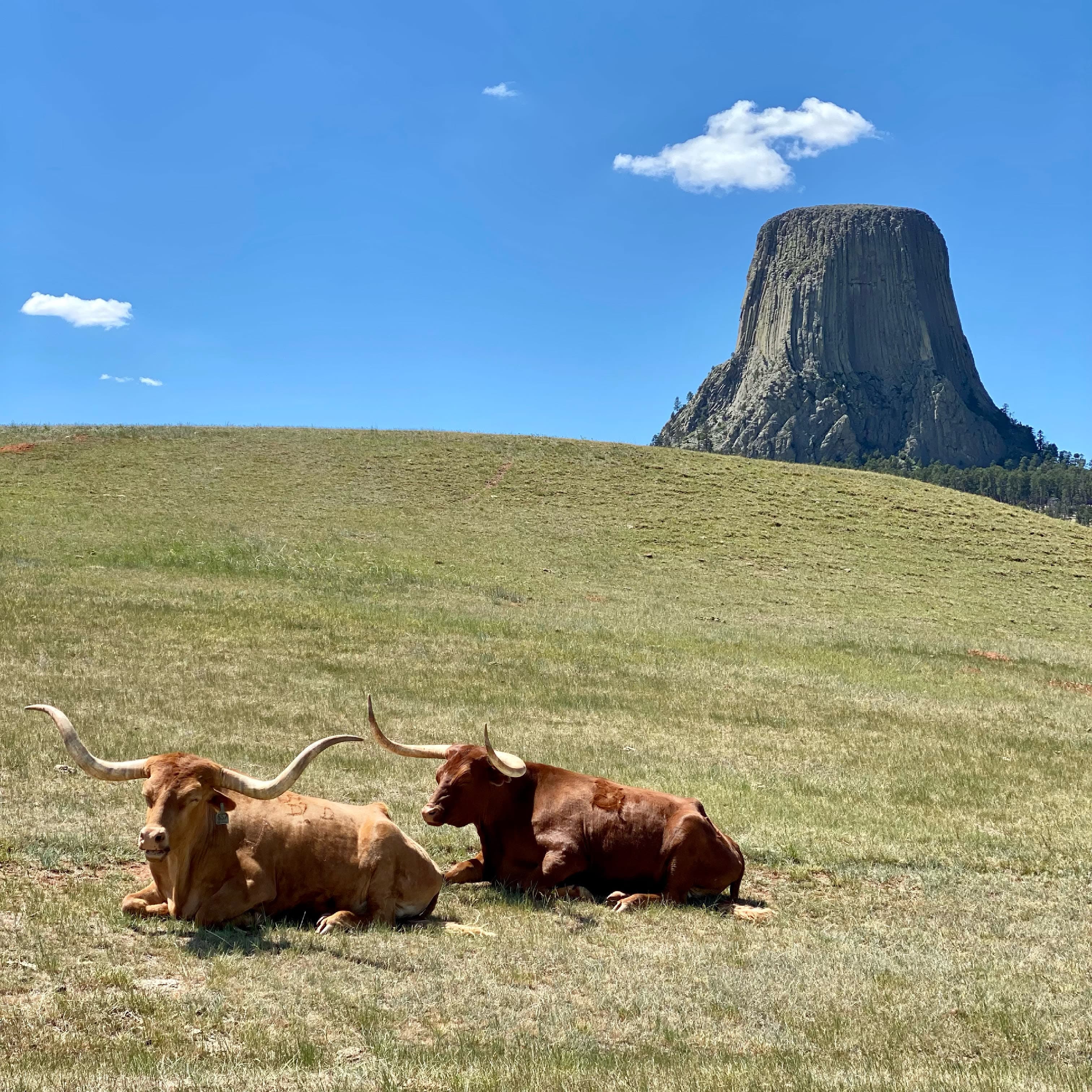 View of two horned animals sitting in a sunny grassy area with a large rock formation in the distance