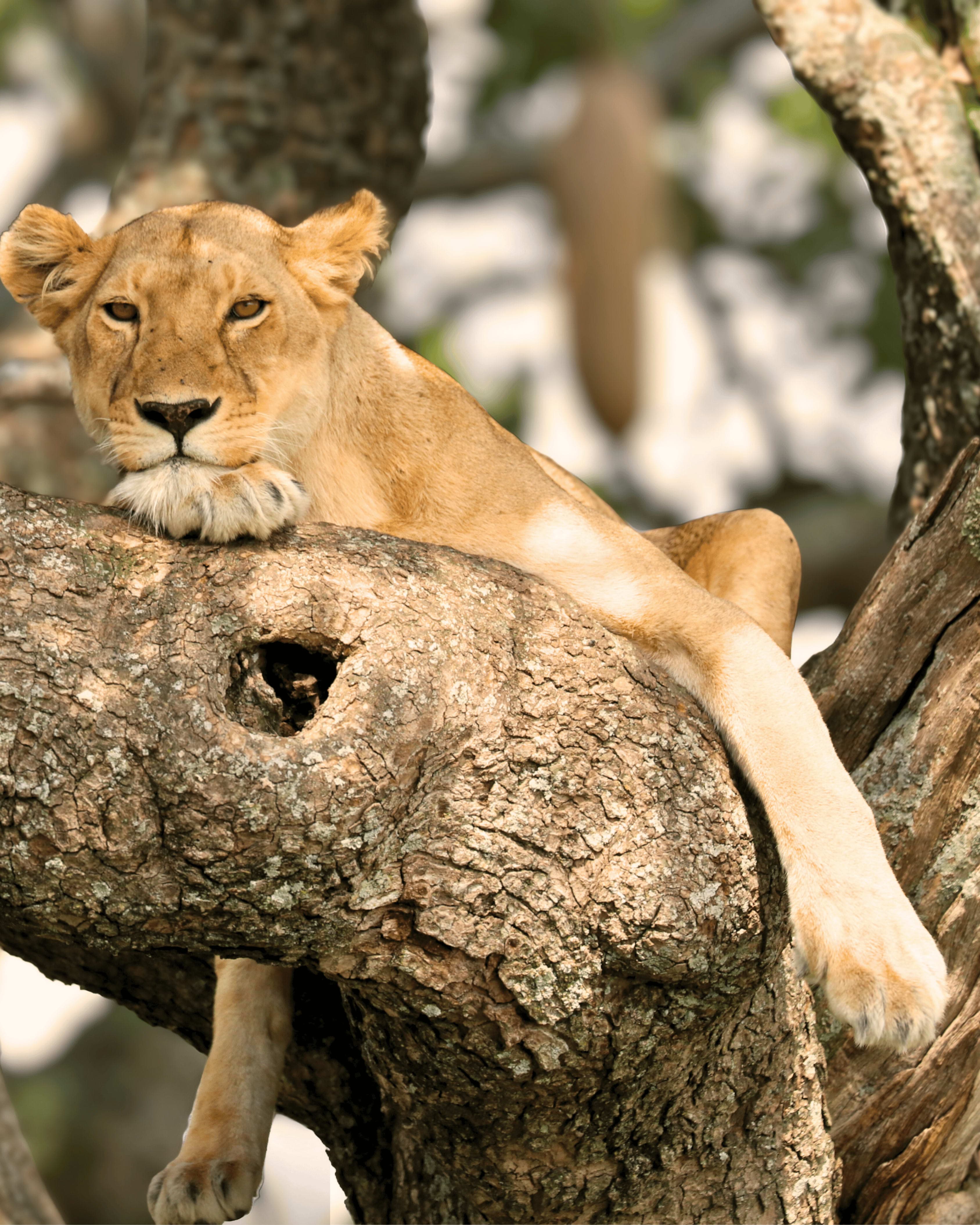 Kenya vs. Tanzania: How I Chose My Safari curated by Niriha Kadambi