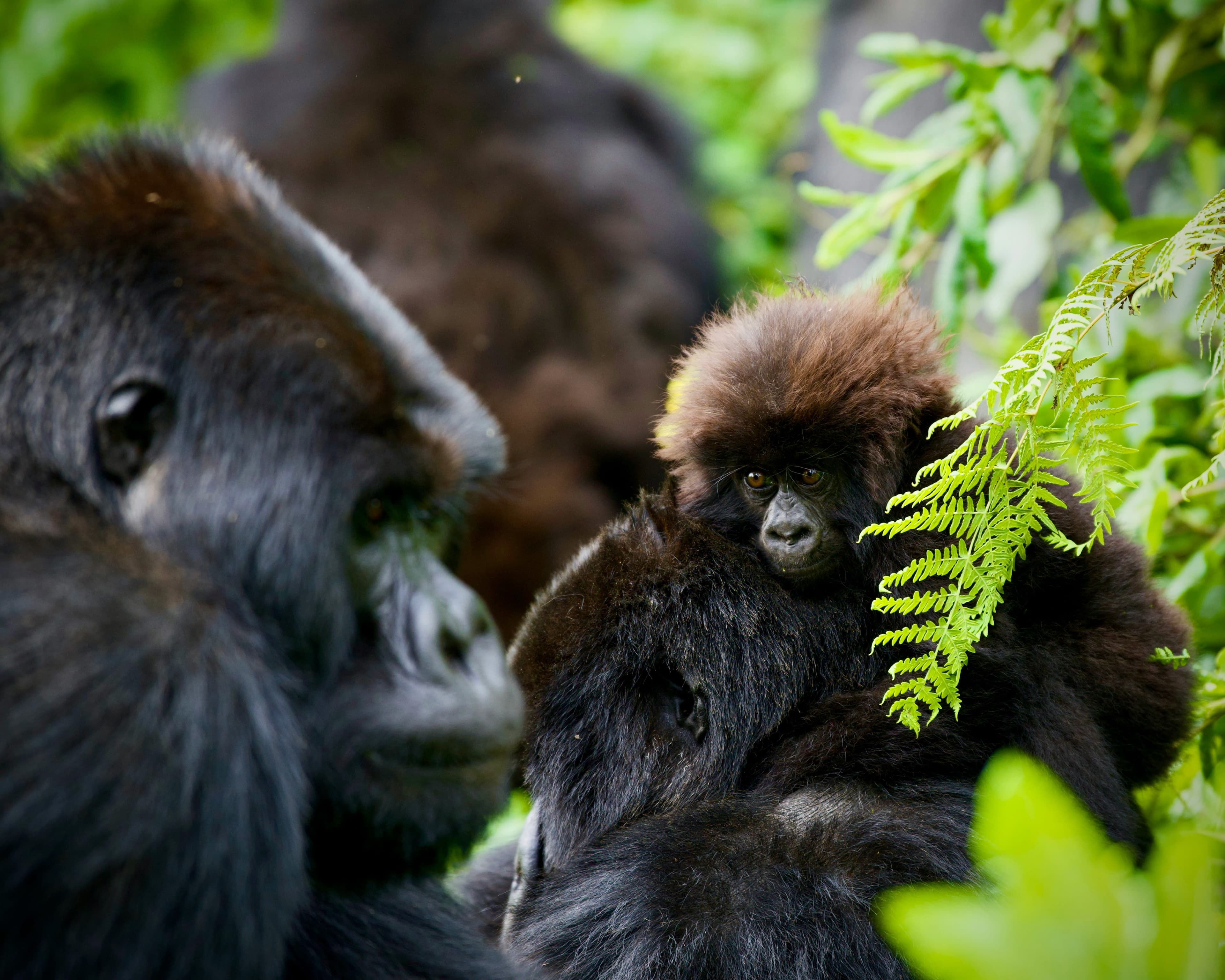 gorilla and baby gorilla in the jungle during day