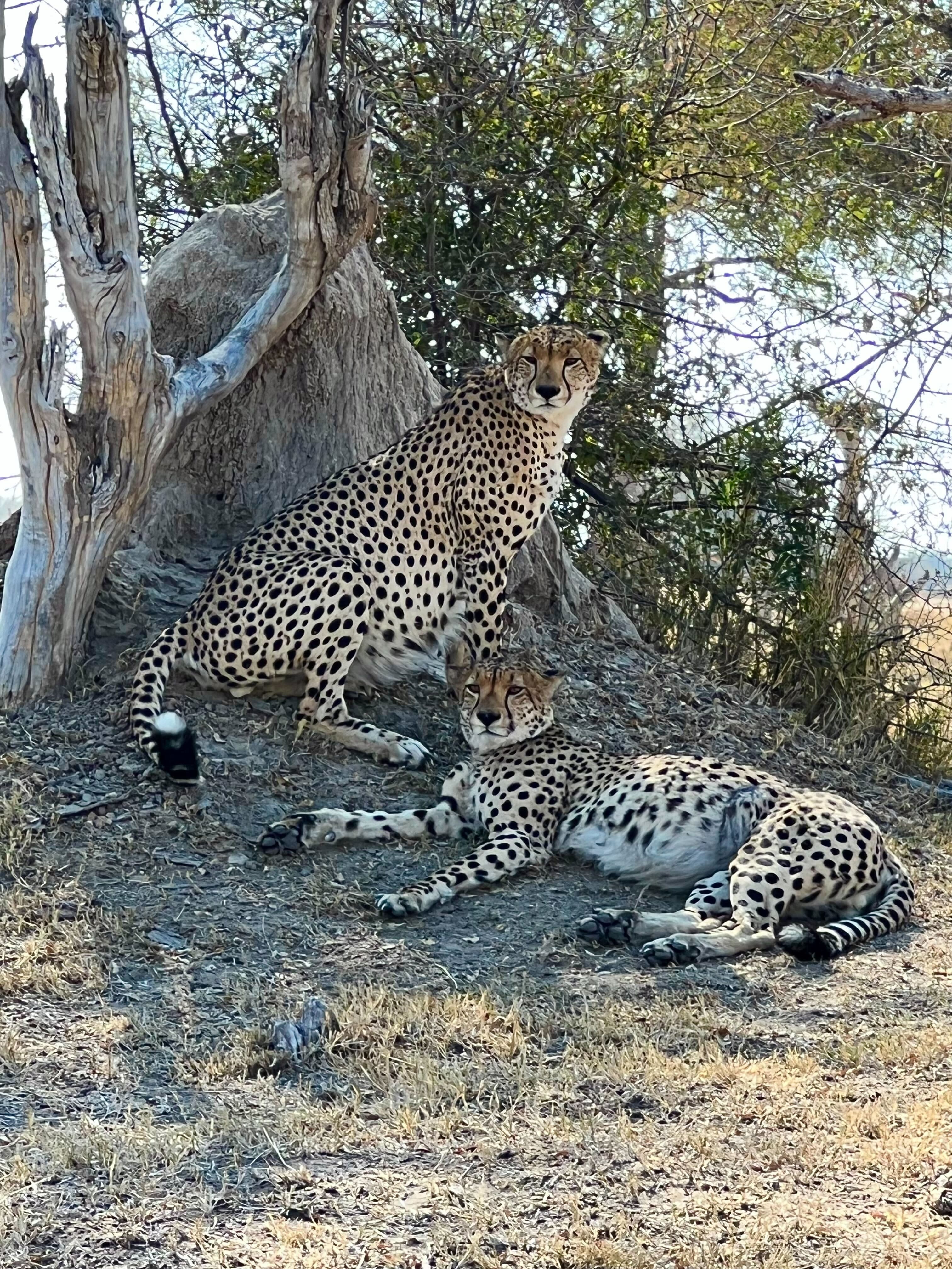two cheetahs sit beneath a tree