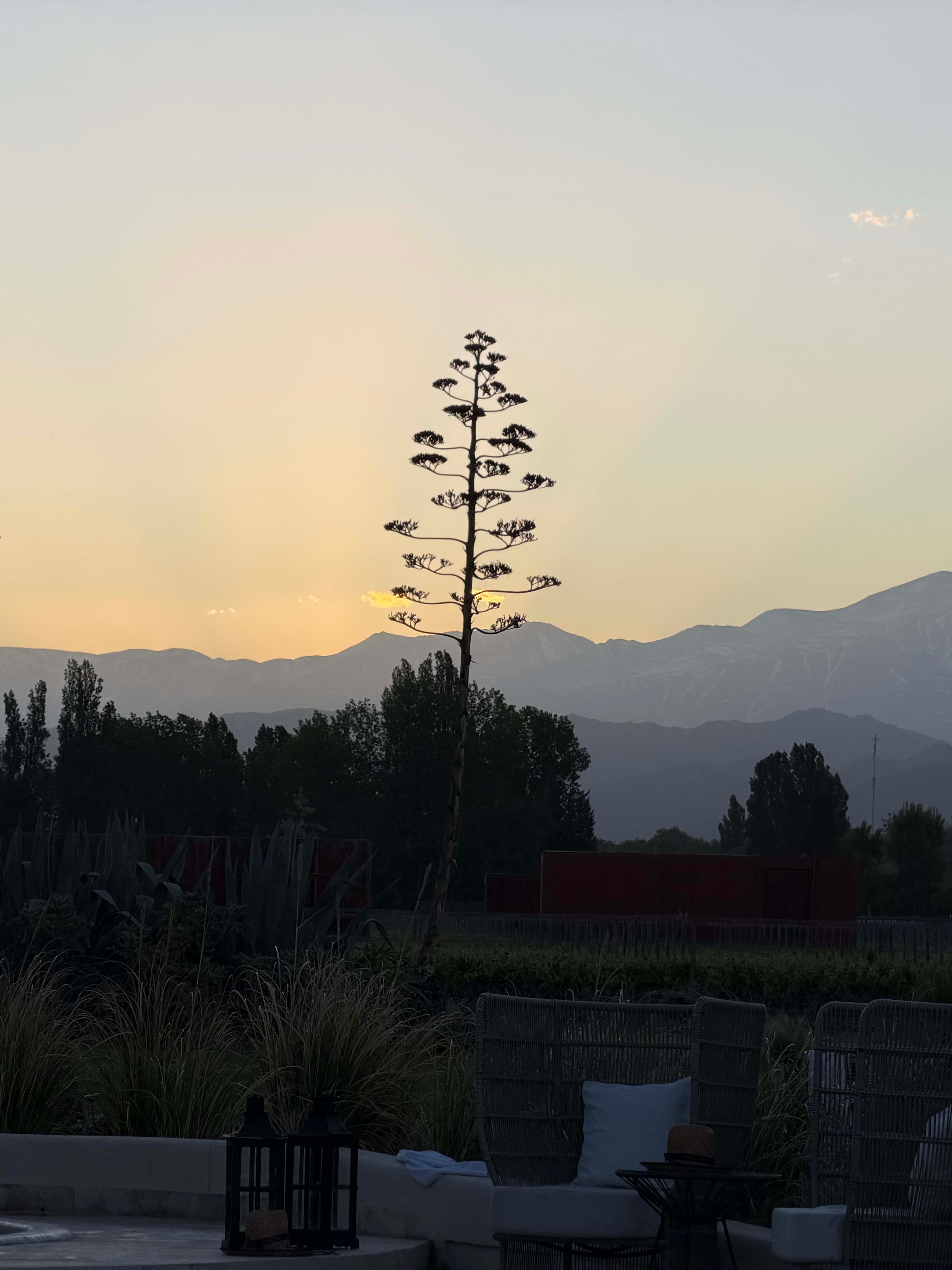 A Sip of the Andes: 3 Perfect Days in Mendoza curated by Karen Harrison