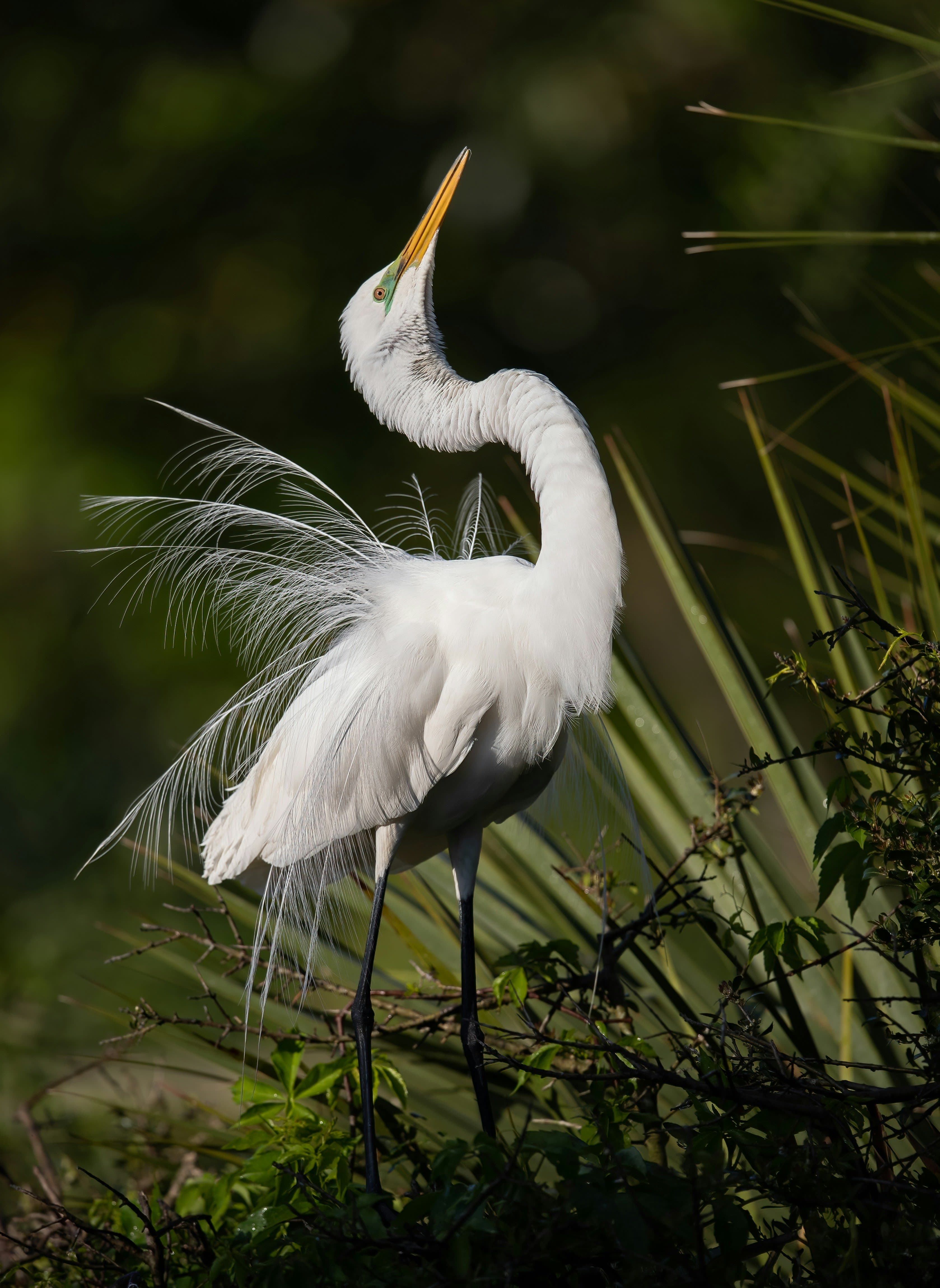 People in a fan boat travel in a swamp. 