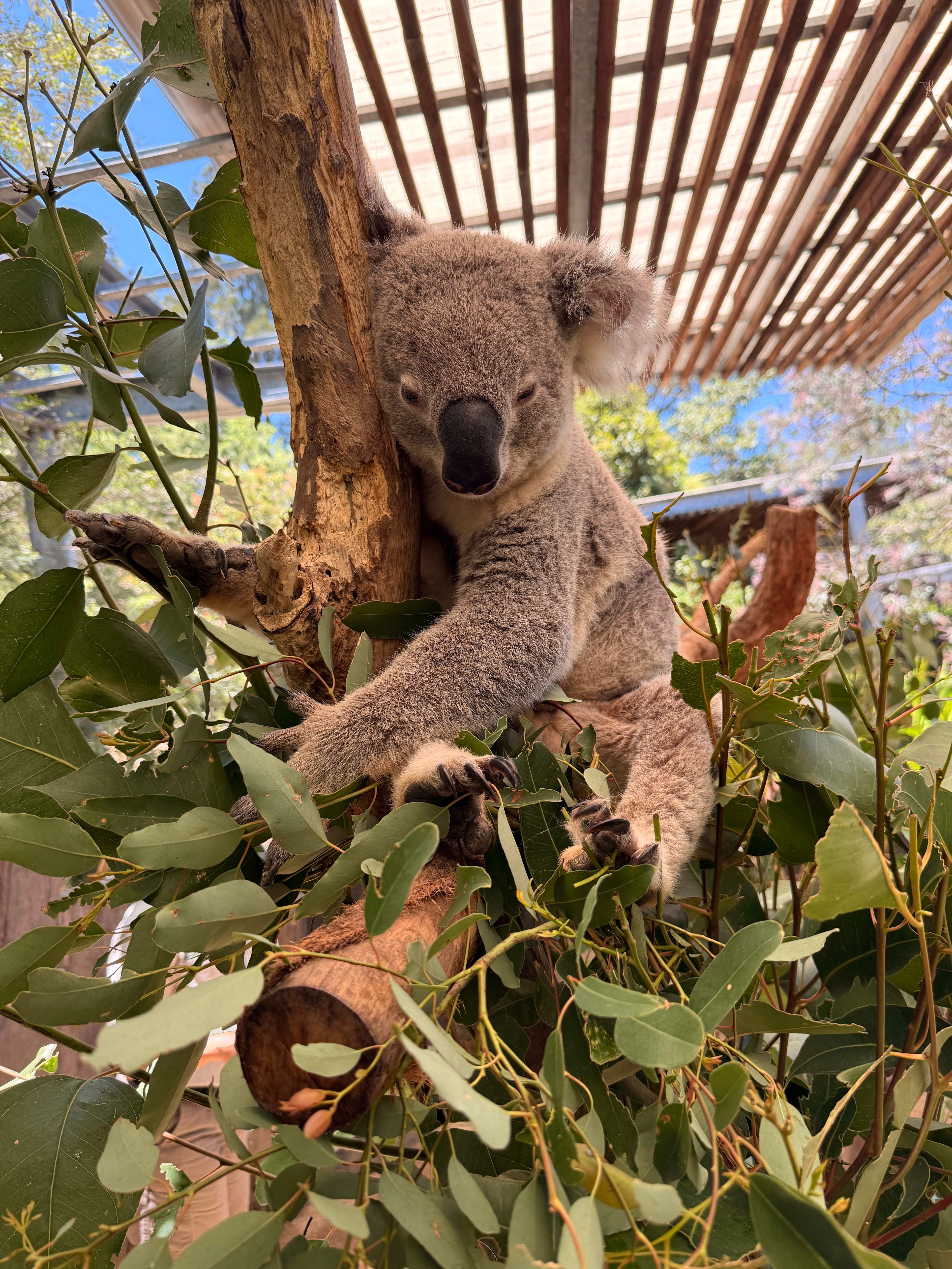 Zookeeper for a Day at Taronga Zoo: A Behind-the-Scenes Sydney Experience curated by Alfredo Oliveira