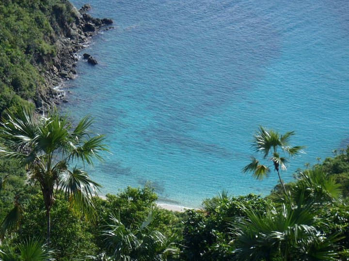 An aerial view of the ocean with foliage and a sliver of sand below. 