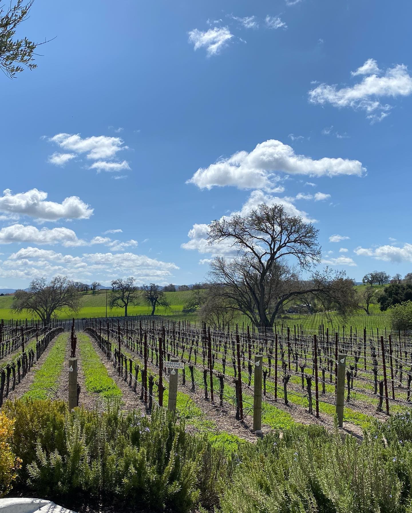 An image of a vineyard during the day time with trees in the distance. 