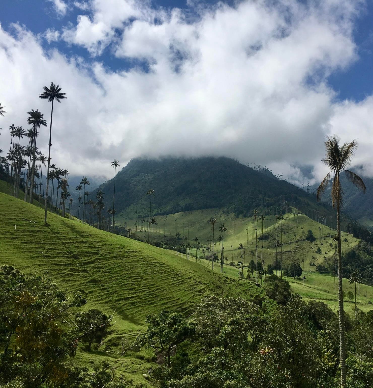 View of a beautiful lush green valley with tall palm trees and low hanging clouds on a sunny day