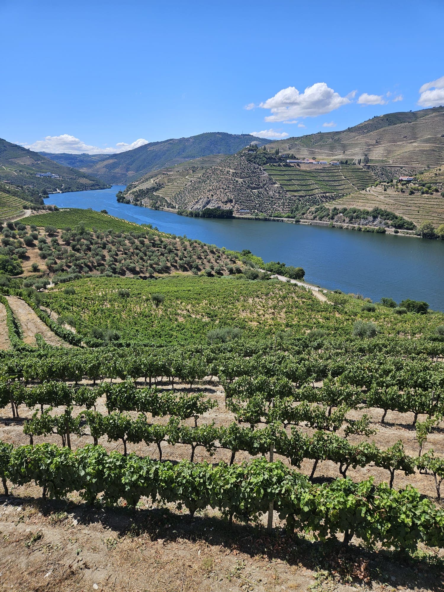 A view of vineyard fields on a sunny day.