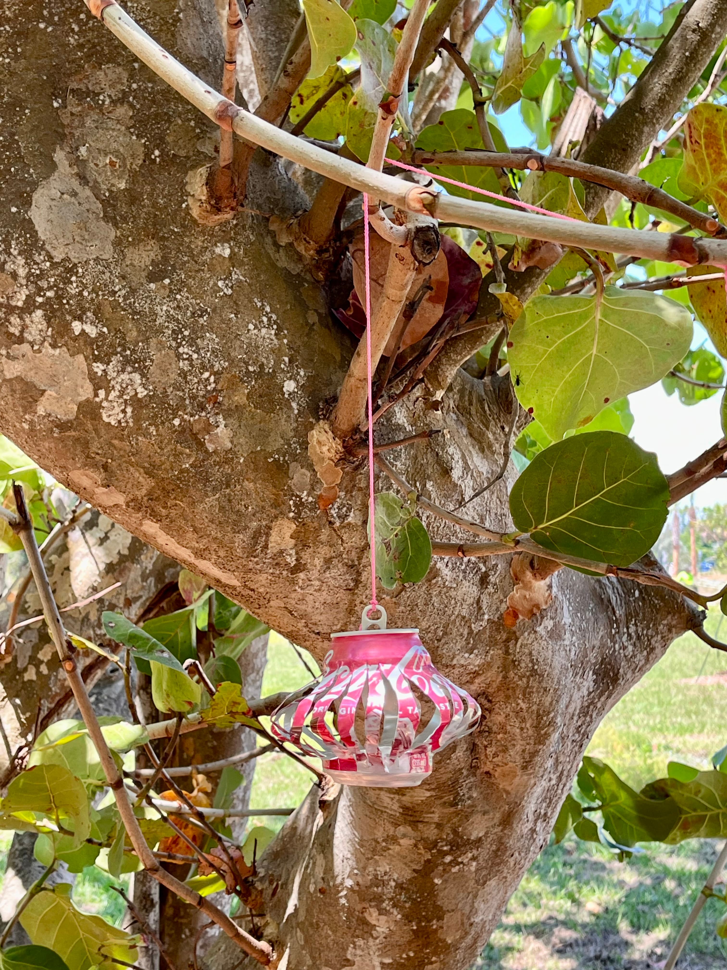 A small pink lantern hanging from a tree during the day time