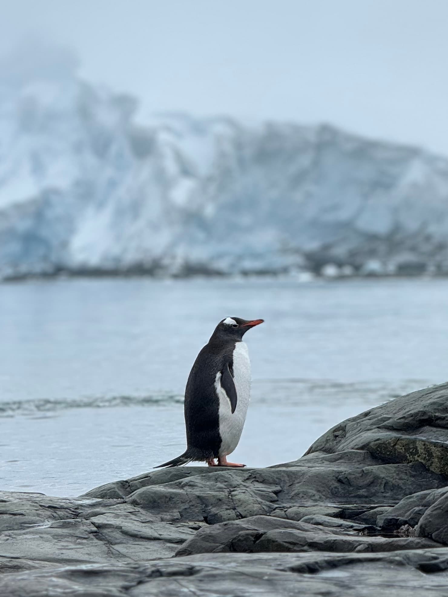 Image of a solitary penguin standing on a rock under overcast skies with glaciers in the background
