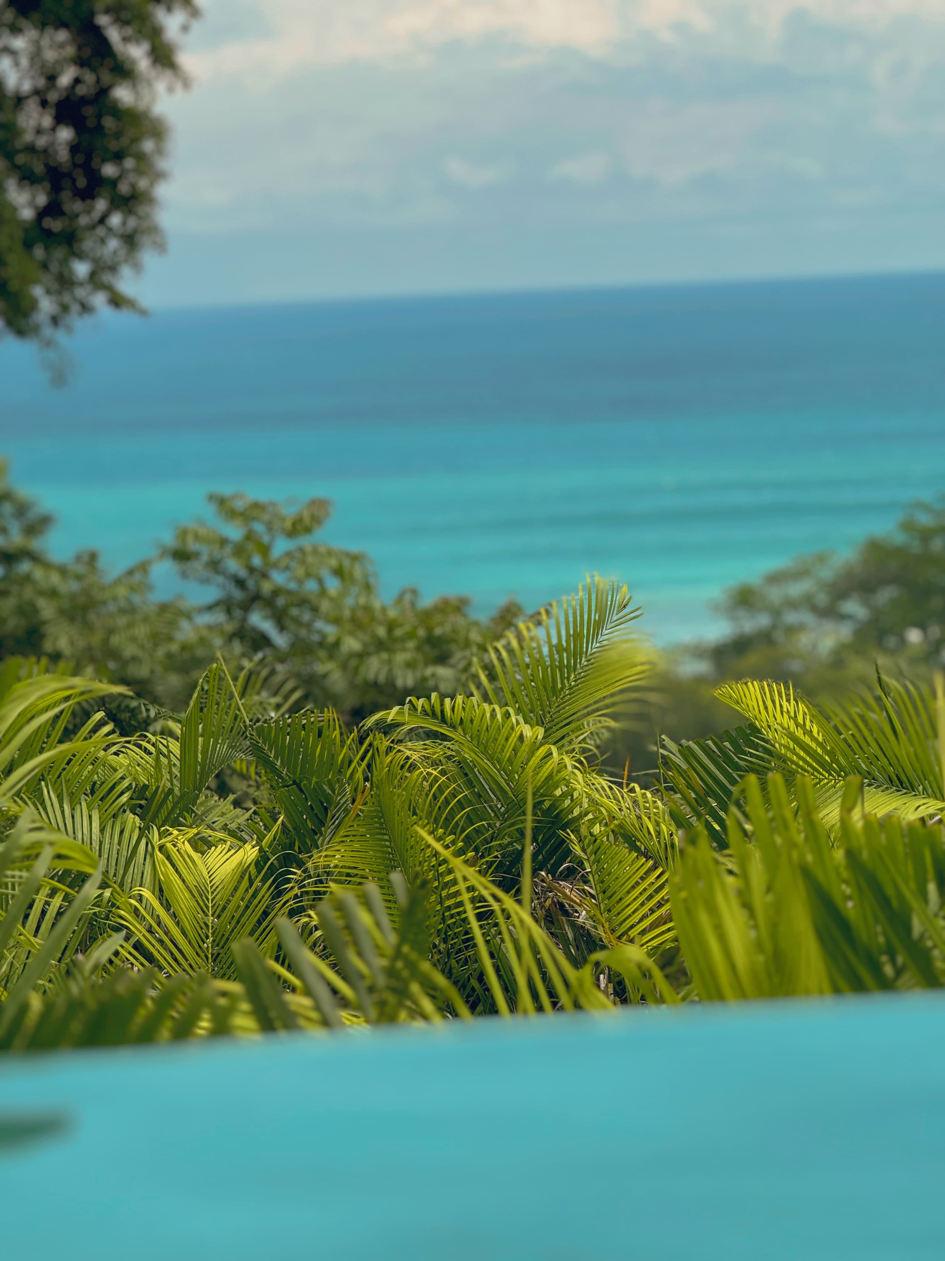 Blue ocean and jungle trees.