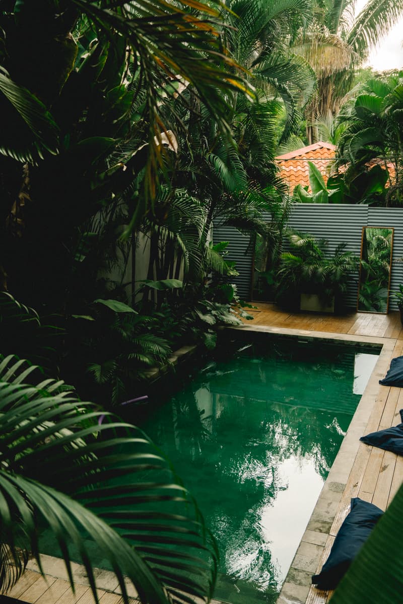 A pool with green water in a jungle setting.
