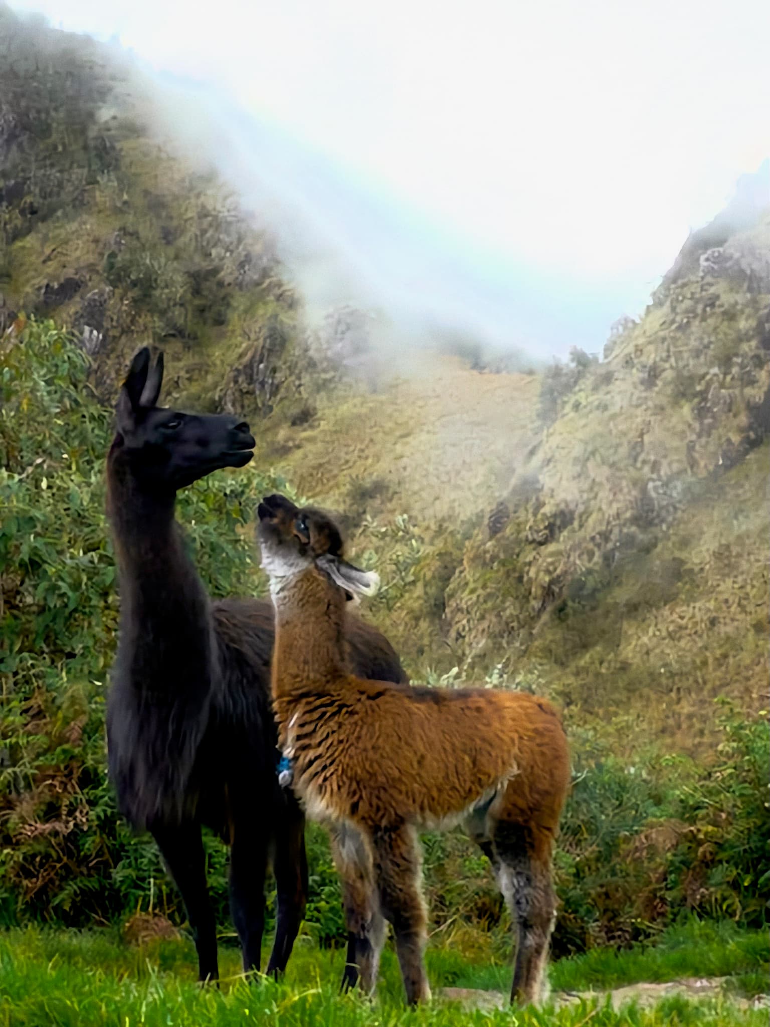 A black and a brown llama standing together on a green hillside.