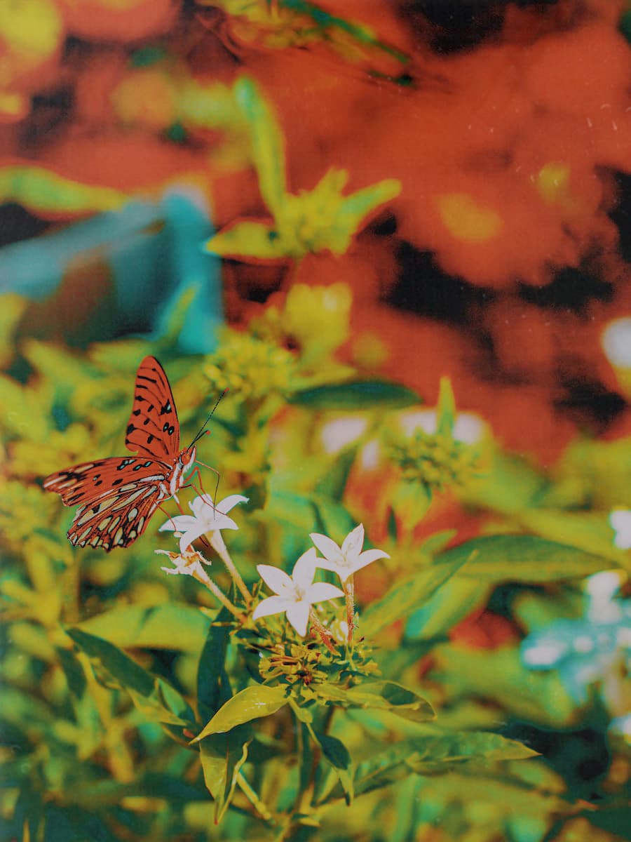 A butterfly on top of a white flower outdoors during the daytime.