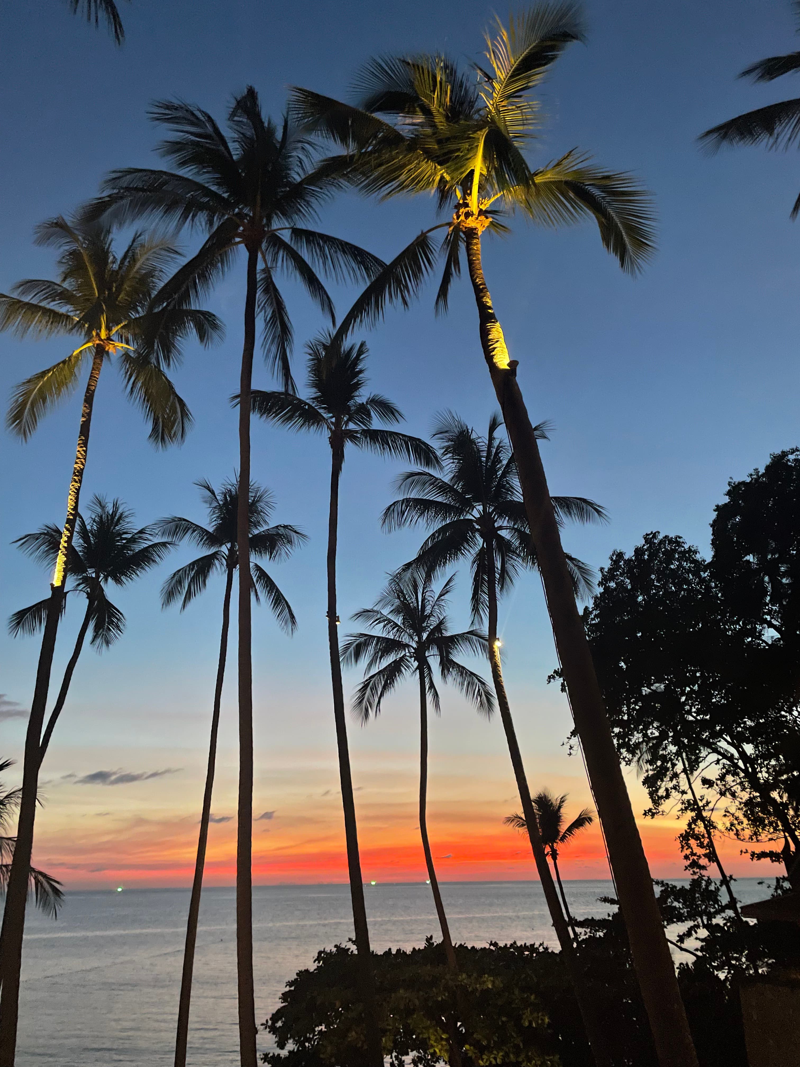 A view of the beach at sunset, overlooking the ocean with the silhouette of palm trees.