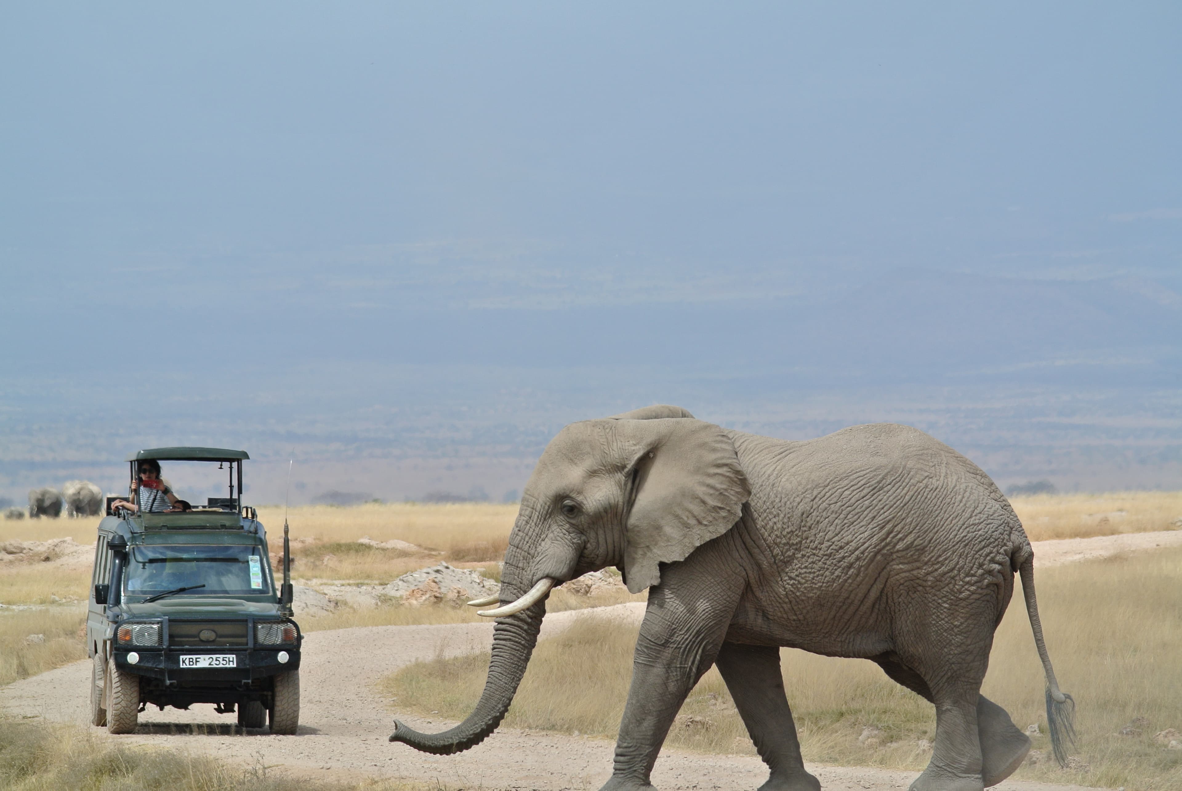 Photo of an elephant walking along a road during the daytime.