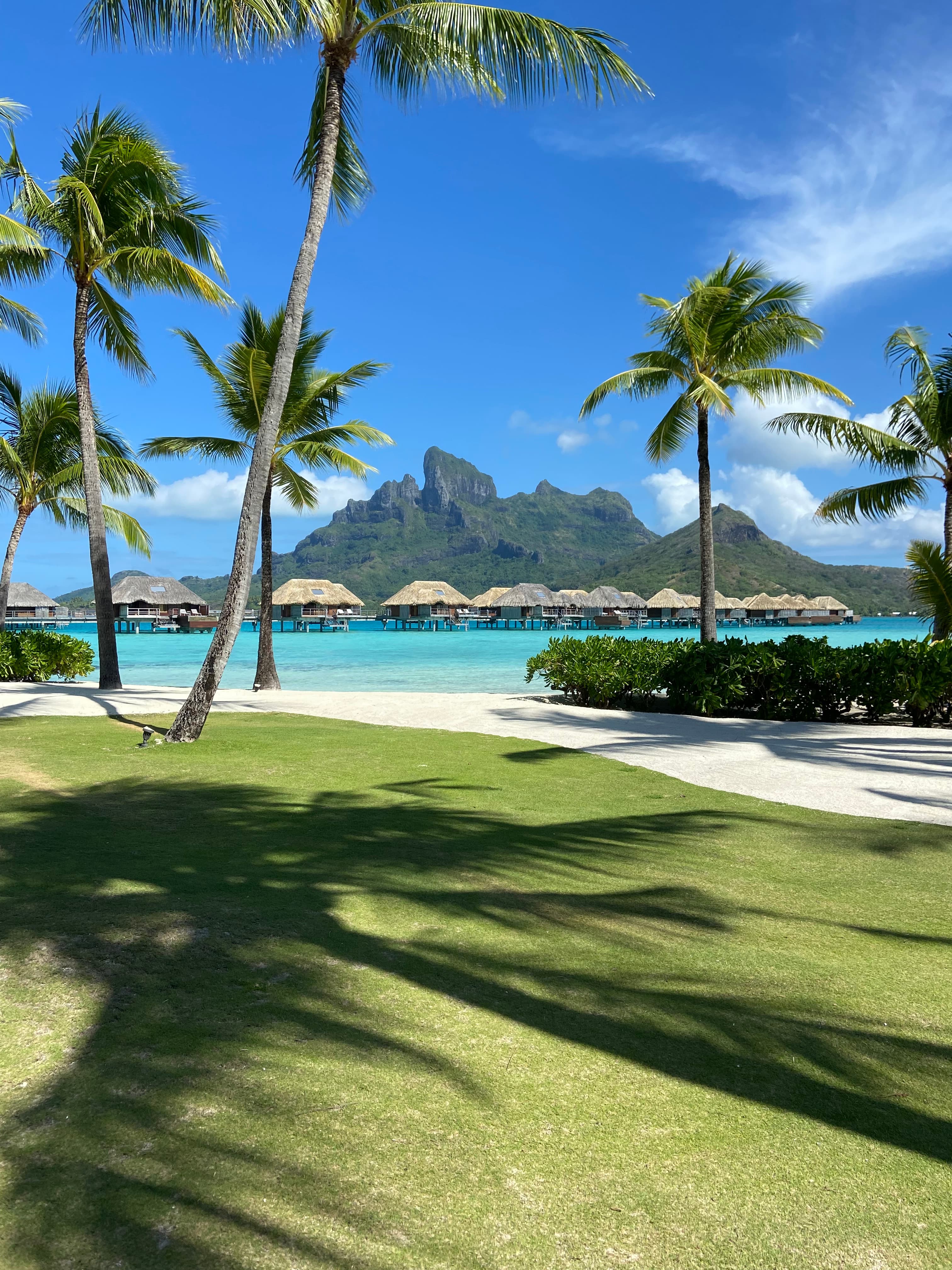 Palm trees beside a crystal clear ocean.