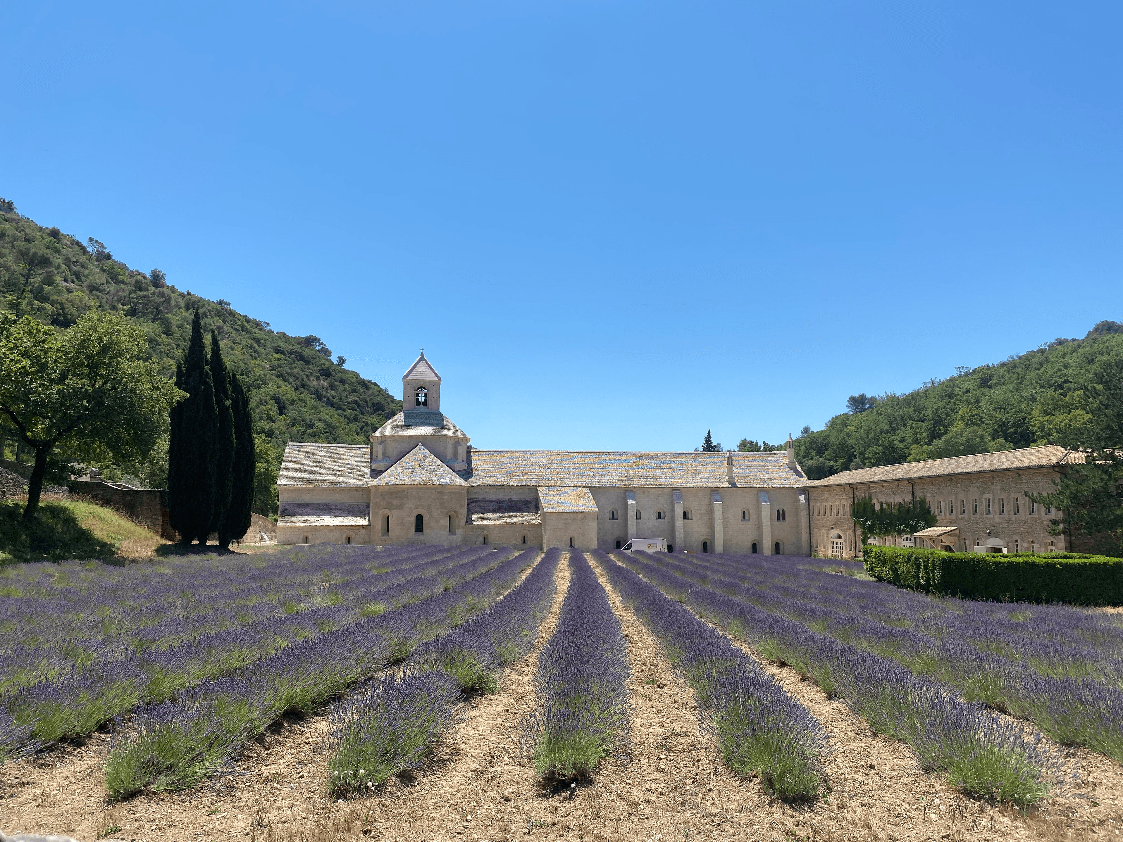 Beautiful view of lavender fields in front of a large estate-like building under clear skies