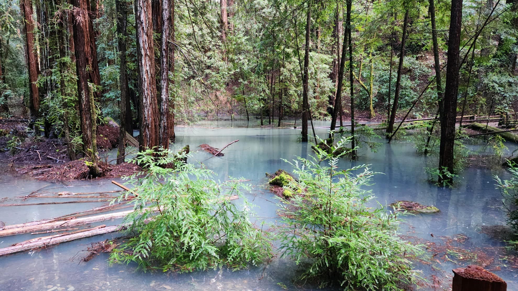 Pretty view of a swampy area with shallow water full of plants and thin trees