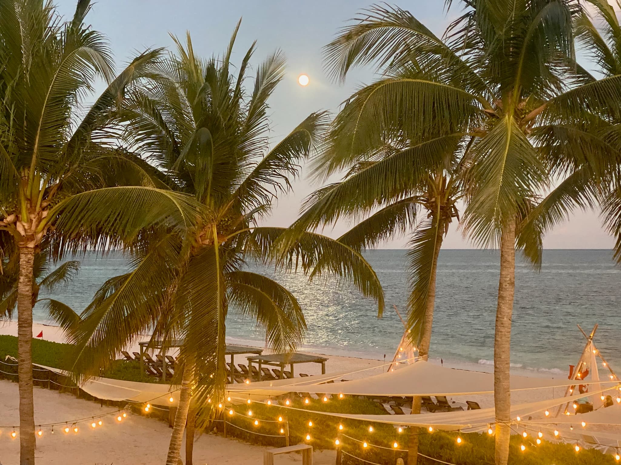 A view of palm trees covered in twinkle lights swaying in the breeze near the shore at dusk. 