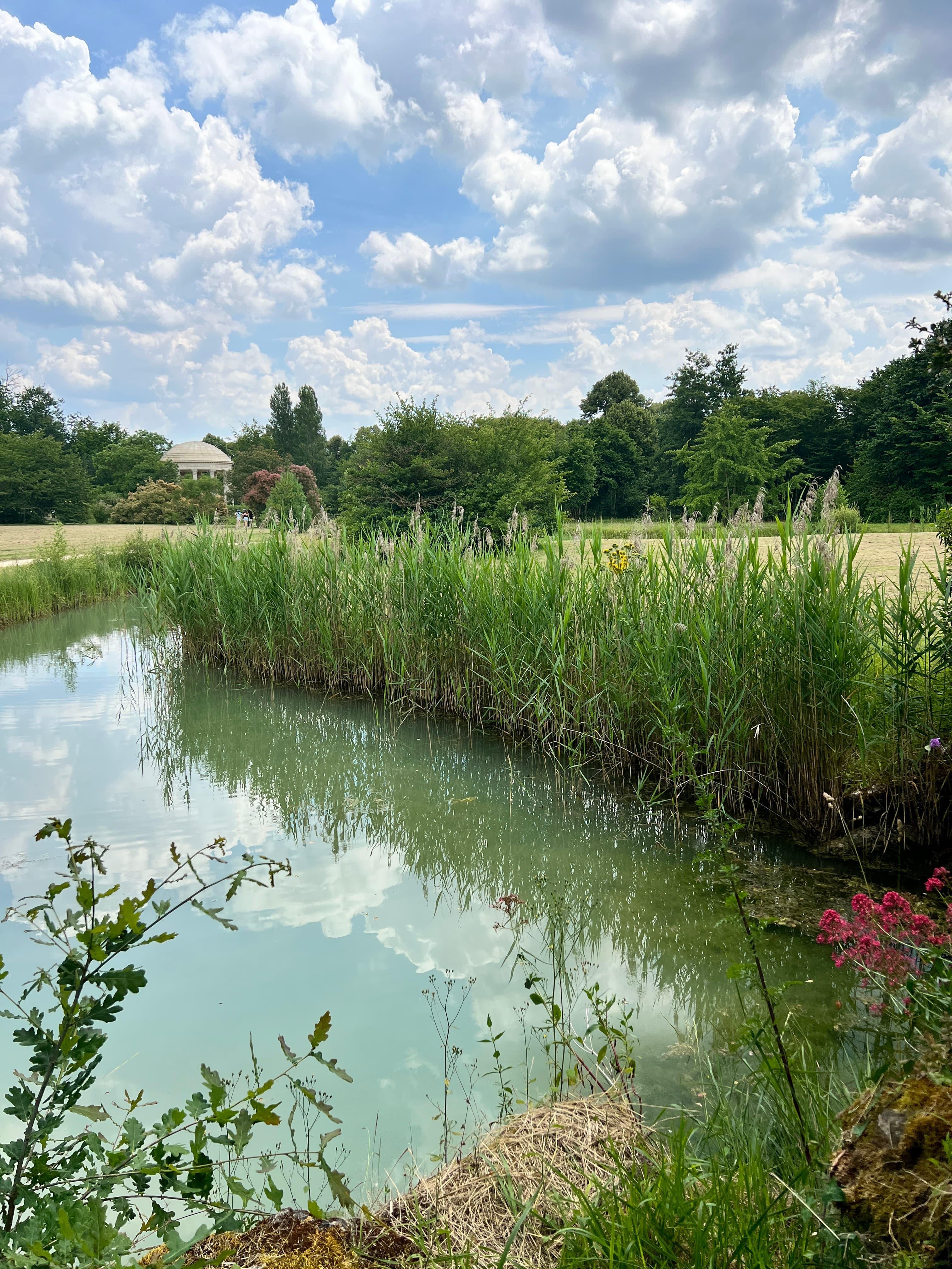 View of a small river and nearby plants and flowers on a sunny day